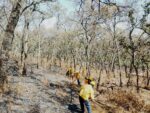 Apagan brigadas 14 incendios forestales en Michoacán; controlados otros tres en Morelia, Tlalpujahua y Zinapécuaro