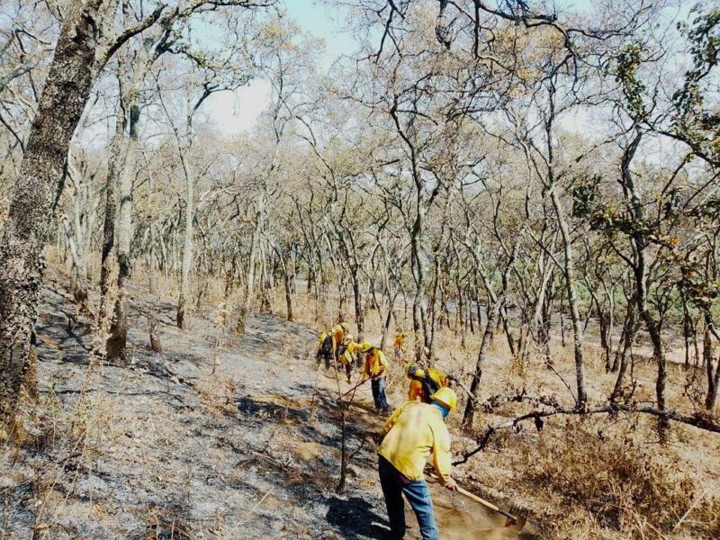 Apagan brigadas 14 incendios forestales en Michoacán