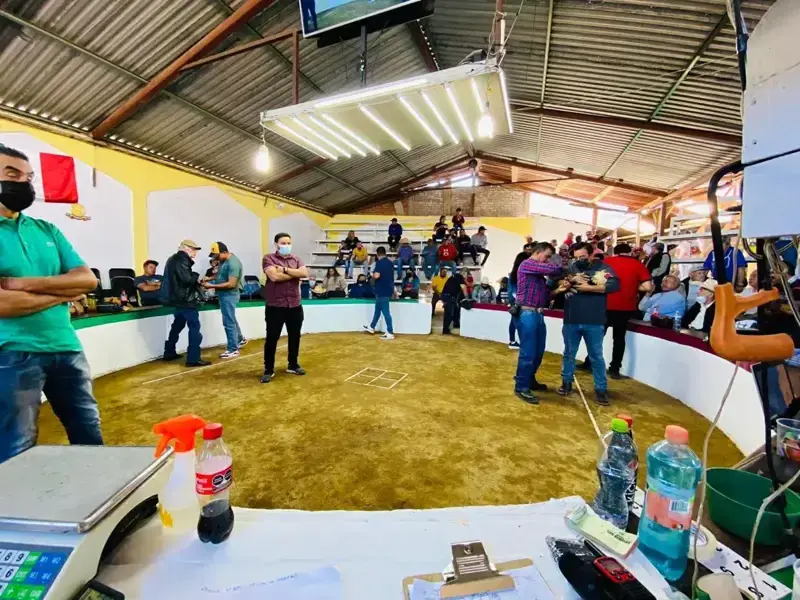 Ayuntamientos, los facultados para prohibir jaripeos y peleas de gallos en Michoacán: catedrático
