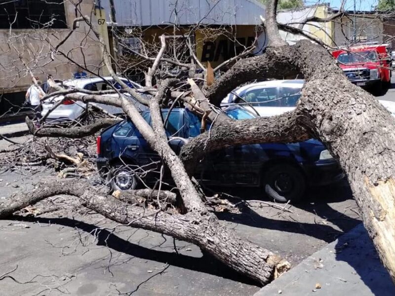 Cae árbol sobre 2 autos cerca de la Parroquia de Mater Dolorosa, en Morelia