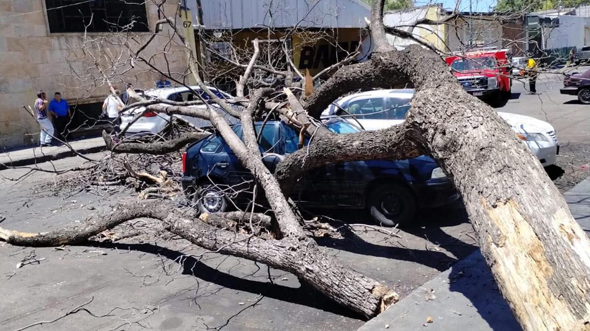 Cae árbol sobre 2 autos cerca de la Parroquia de Mater Dolorosa, en Morelia