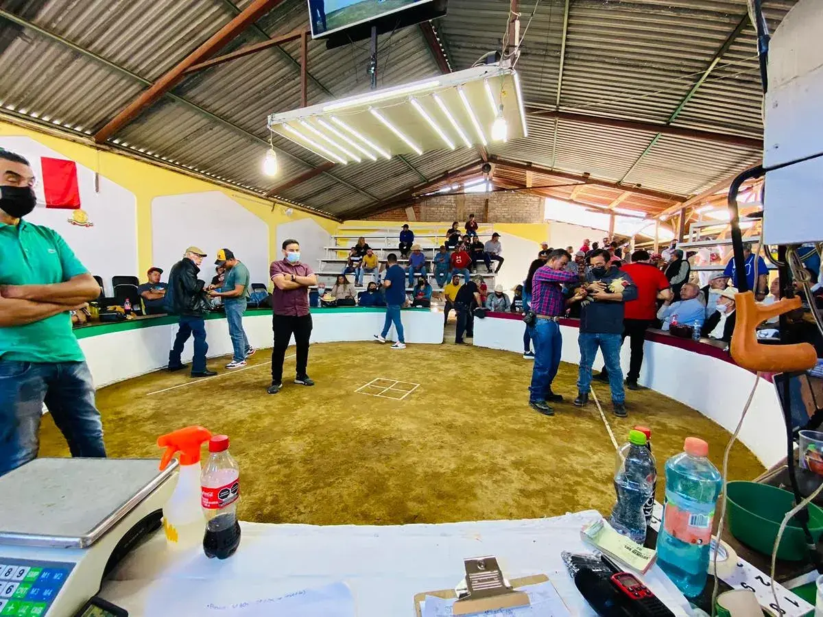 Cherán prohíbe peleas de gallos