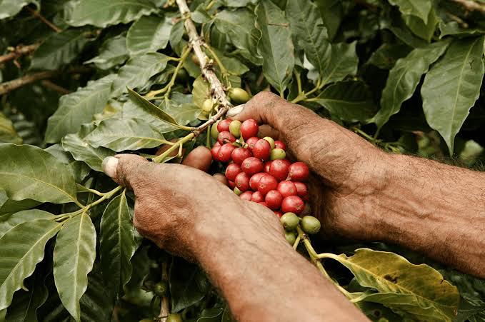 Chiapas reanuda exportación de café a Estados Unidos