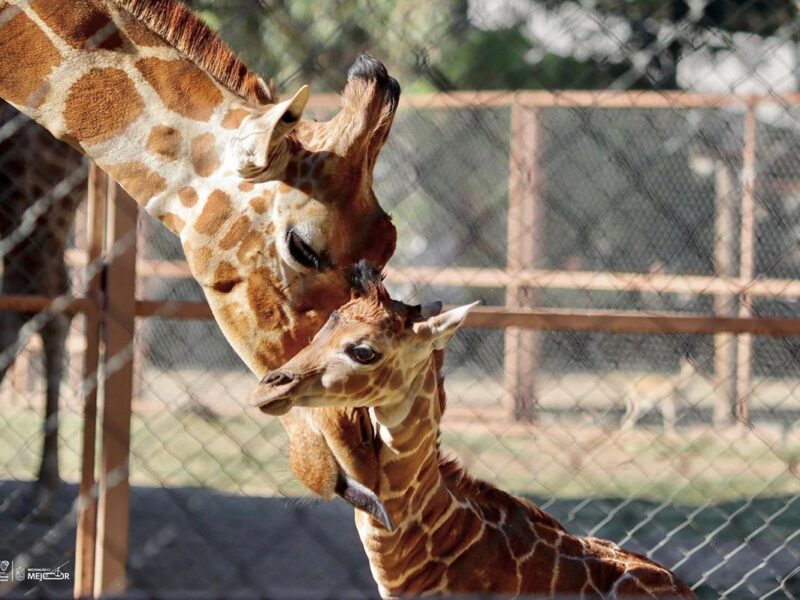 Conoce la tierna cría de jirafa que nació en el Zoológico de Morelia