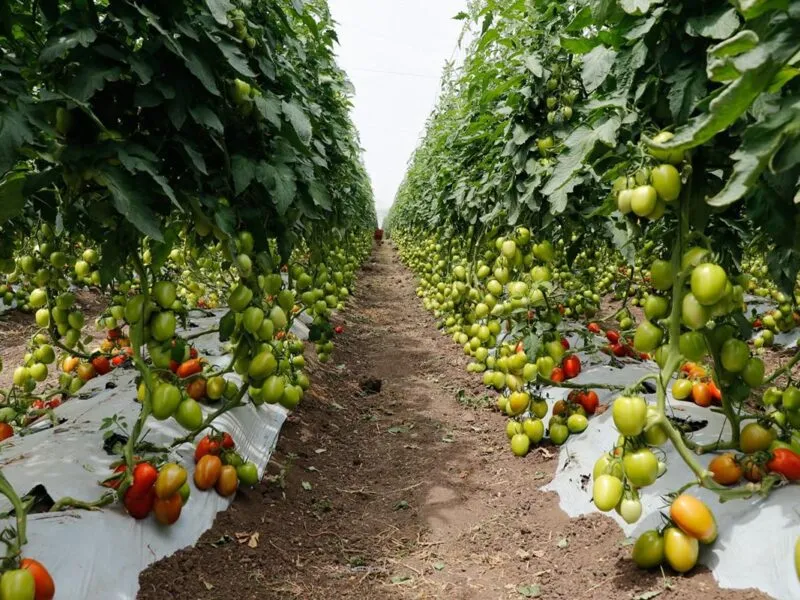 Consejo Agropecuario llama a la integración agroalimentaria ante política arancelaria