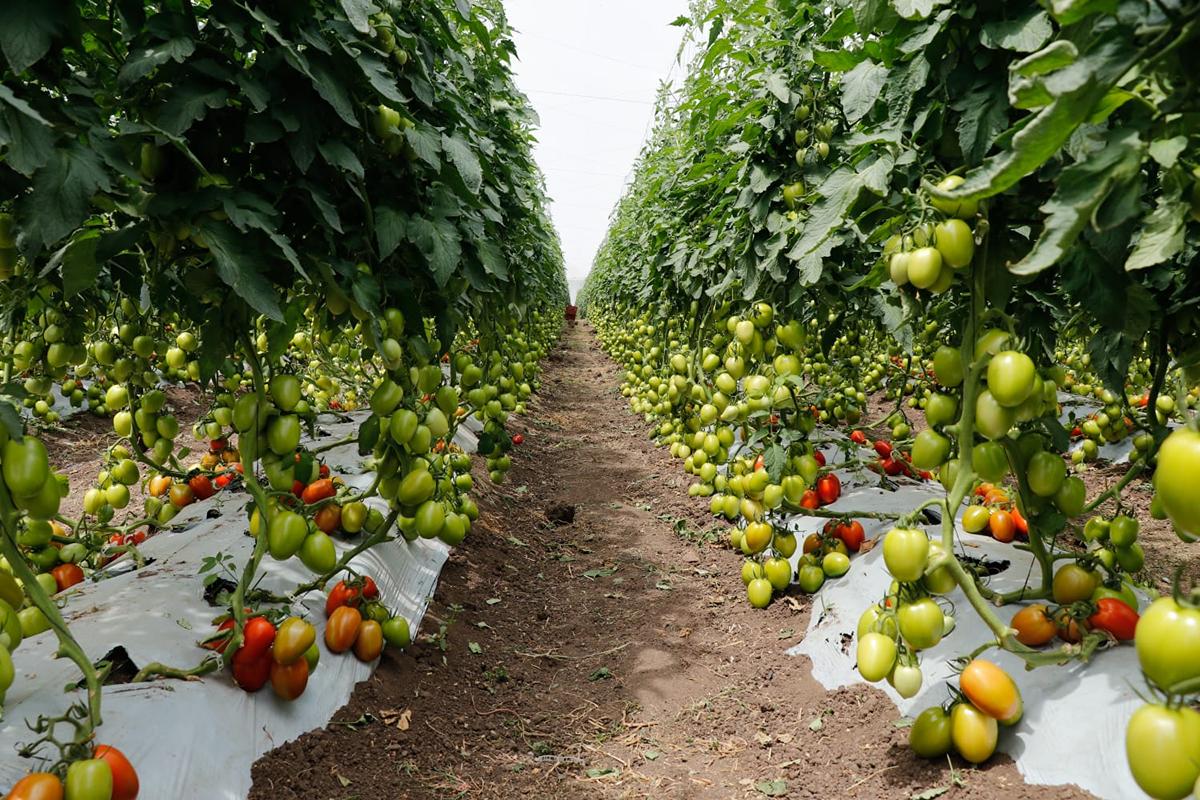 Consejo Agropecuario llama a la integración agroalimentaria ante política arancelaria