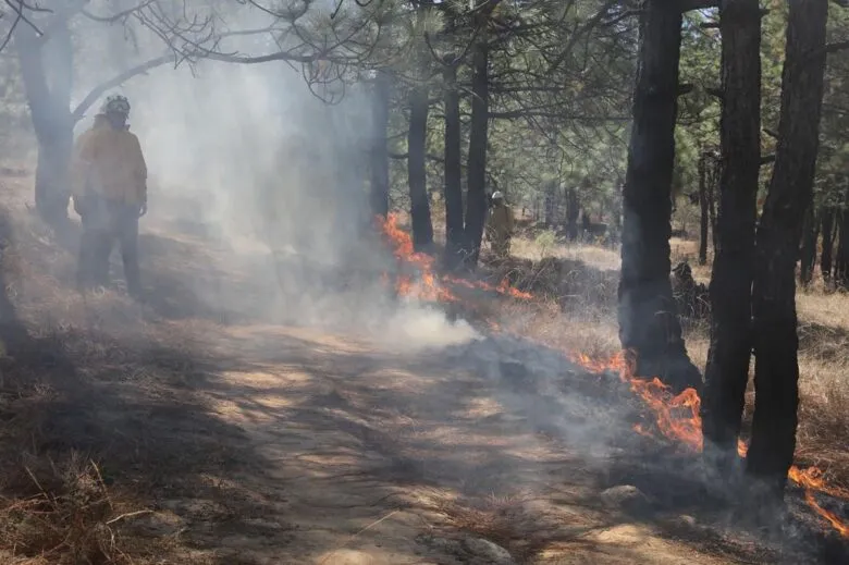 Desplazamiento de fauna silvestre por incendios