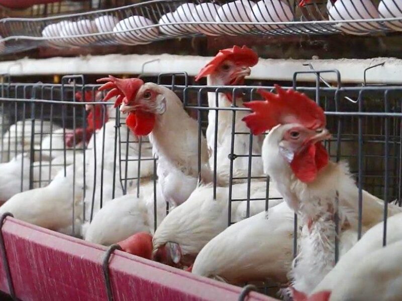 Detectan primer caso de influenza aviar H5N1