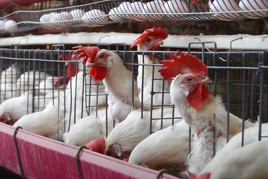 Detectan primer caso de influenza aviar H5N1