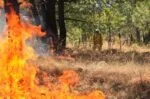 En Michoacán, con atención a incendios forestales bajan afectaciones 77 %: Cofom