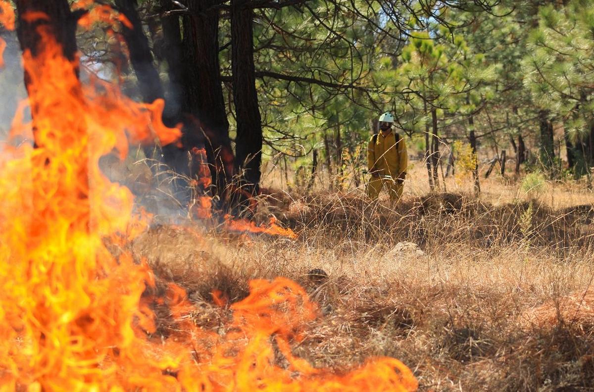 En Michoacán, con atención a incendios forestales bajan afectaciones 77 %: Cofom