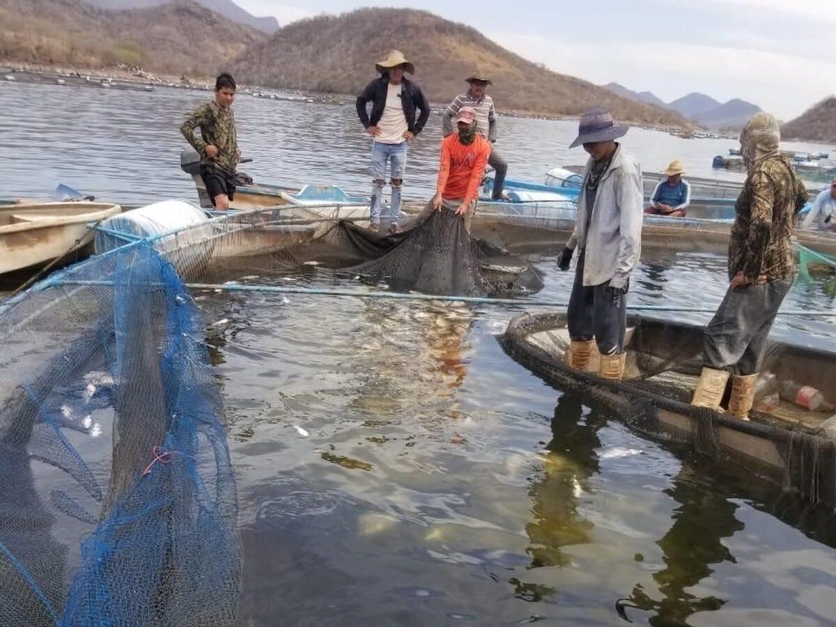 Fenómeno natural baja el oxígeno en el agua y afecta producción de tilapia en Tiquicheo: Compesca