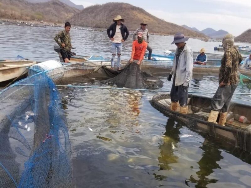 Fenómeno natural baja el oxígeno en el agua y afecta producción de tilapia en Tiquicheo: Compesca