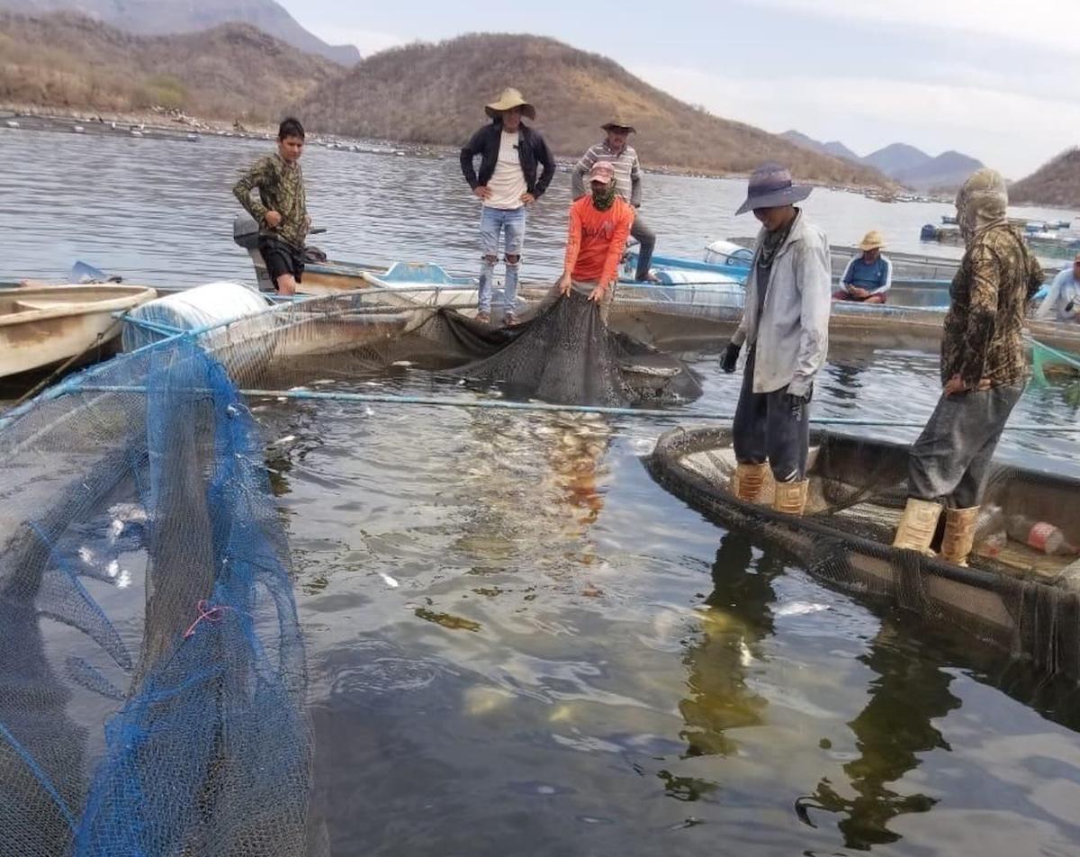 Fenómeno natural baja el oxígeno en el agua y afecta producción de tilapia en Tiquicheo: Compesca