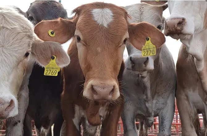 Ganado mexicano podría ser restringido por temor a gusano barrenador