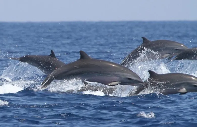 Google intenta descifrar el lenguaje de los delfines