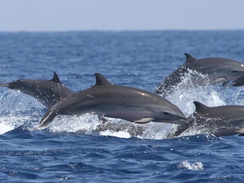Google intenta descifrar el lenguaje de los delfines