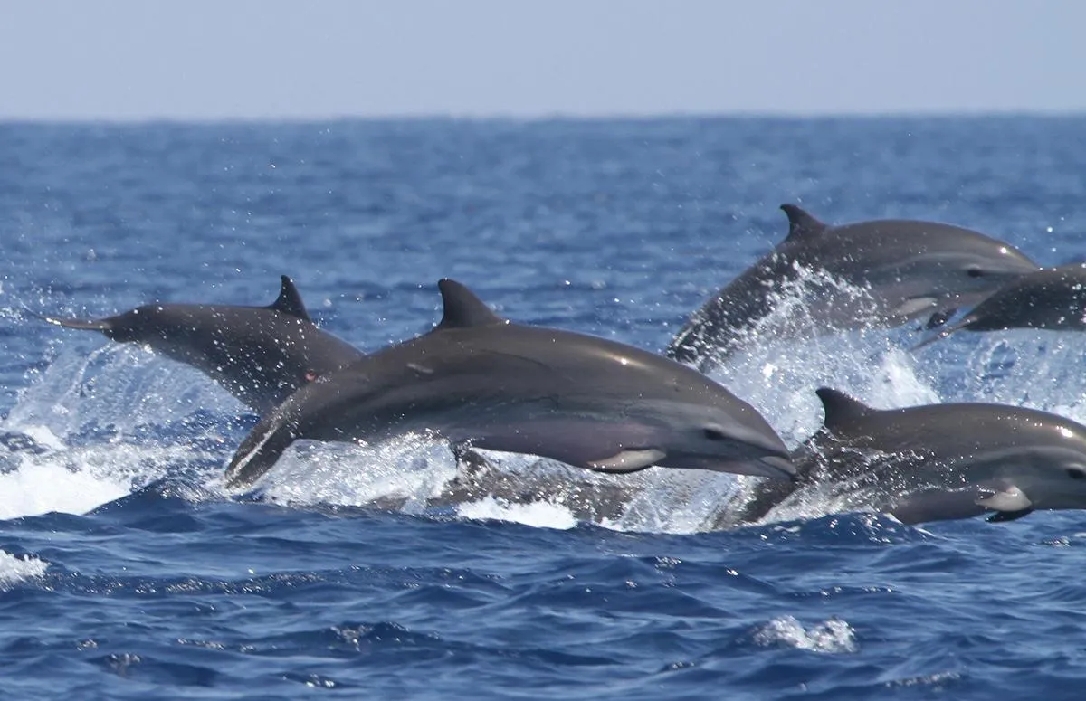 Google intenta descifrar el lenguaje de los delfines