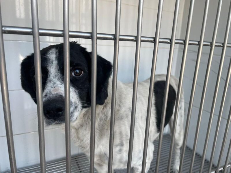 “Huesitos” marca antecedente legal sobre derechos de los animales en Michoacán