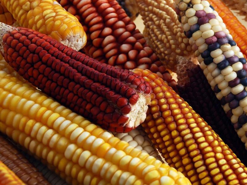 México sufrirá la peor caída agrícola en 25 años por la sequía estima GCMA
