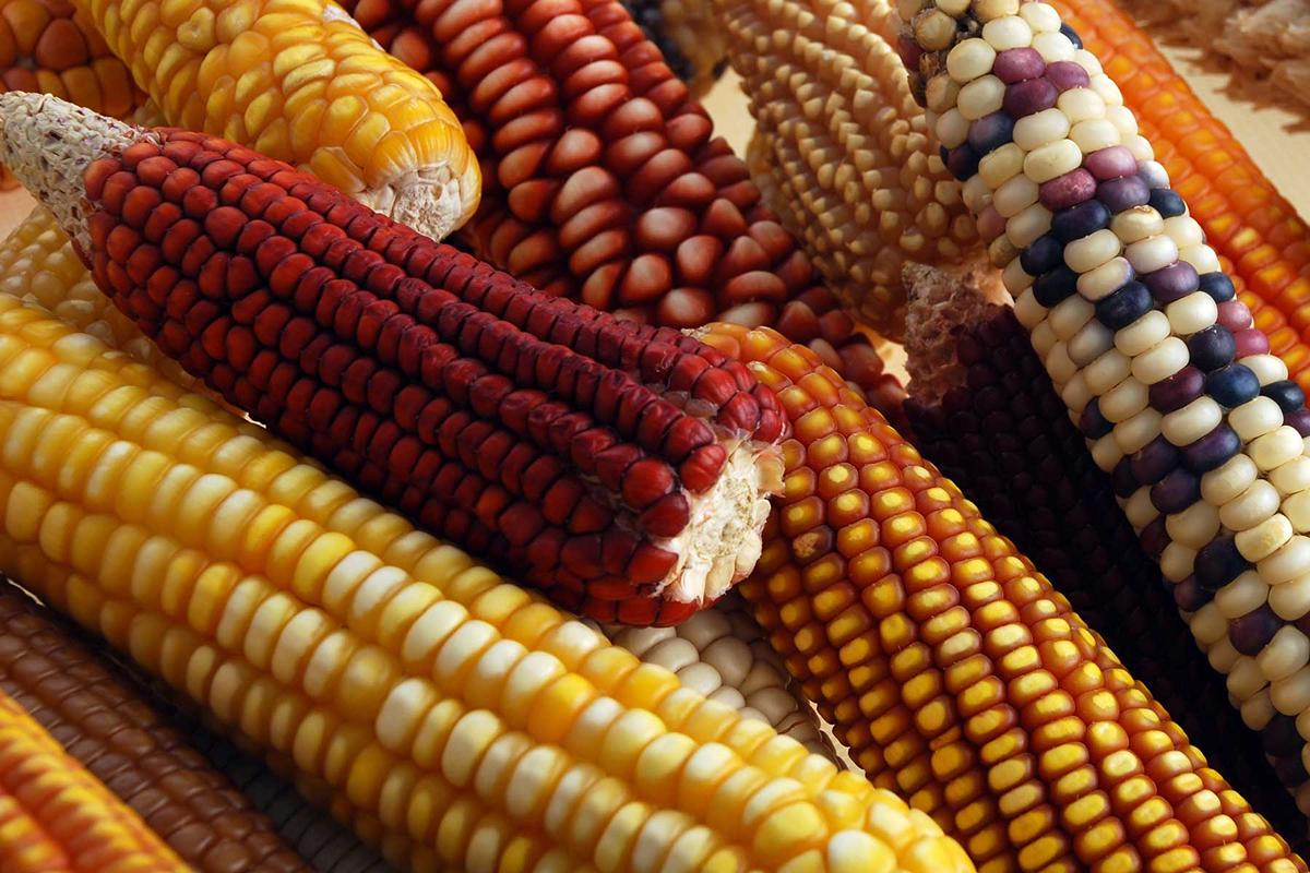 México sufrirá la peor caída agrícola en 25 años por la sequía estima GCMA