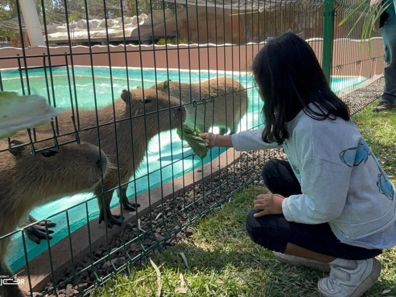 ¡Nueva aventura en el Zoológico de Morelia! Interactúa con los capibaras
