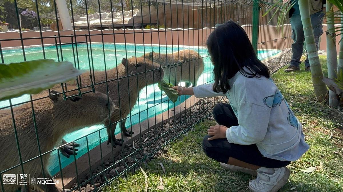 ¡Nueva aventura en el Zoológico de Morelia! Interactúa con los capibaras