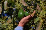 Ocho municipios libres de plagas en cultivos de aguacate