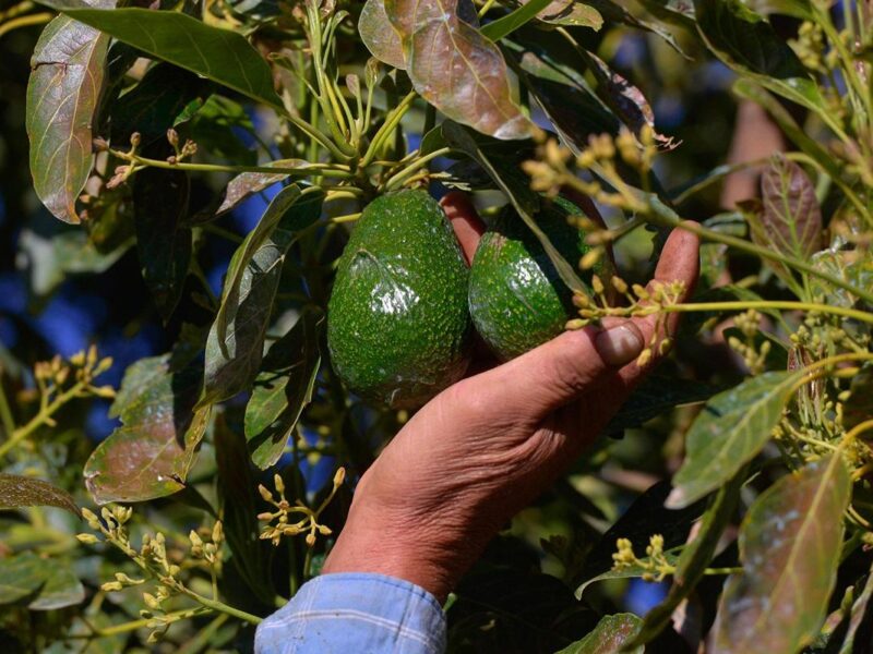 Ocho municipios obtienen aval zonas libres de plagas en cultivos de aguacate; 3 son de Michoacán