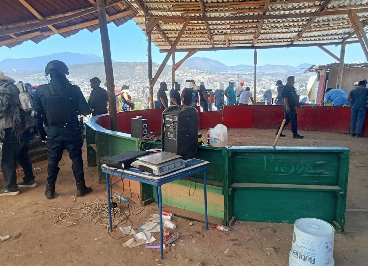 Palenque clandestino en Hidalgo es desactivado