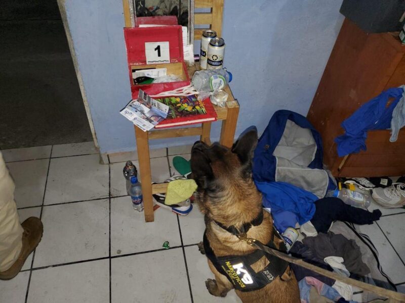 Perro policía custodia narcóticos en cateo en Tarímbaro