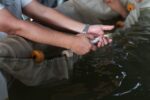 Pescado blanco en vías de obtener protección de indicación geográfica en Michoacán: ICTI