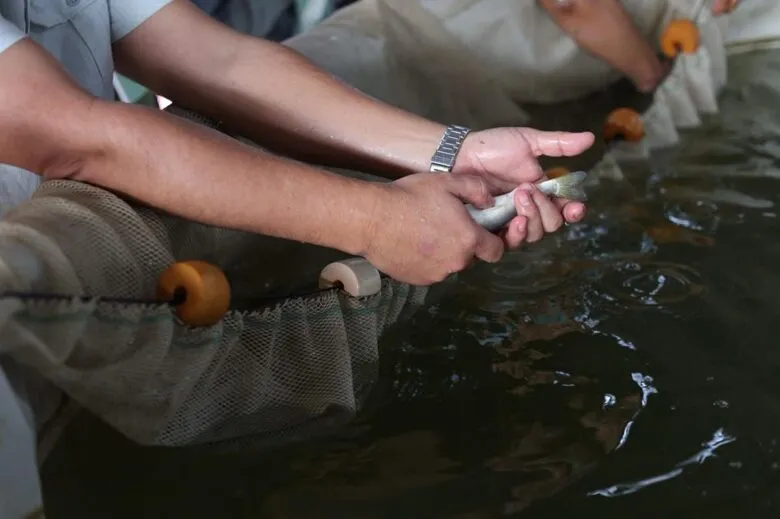 Pescado blanco en vías de obtener protección de indicación geográfica en Michoacán: ICTI