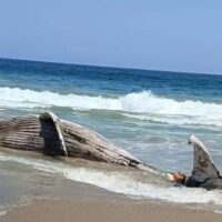 Encuentran una ballena muerta enredada en red de pesca en Coyuca, Guerrero