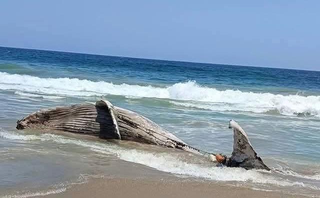 Reportan ballena muerta en playa de Coyuca, Guerrero