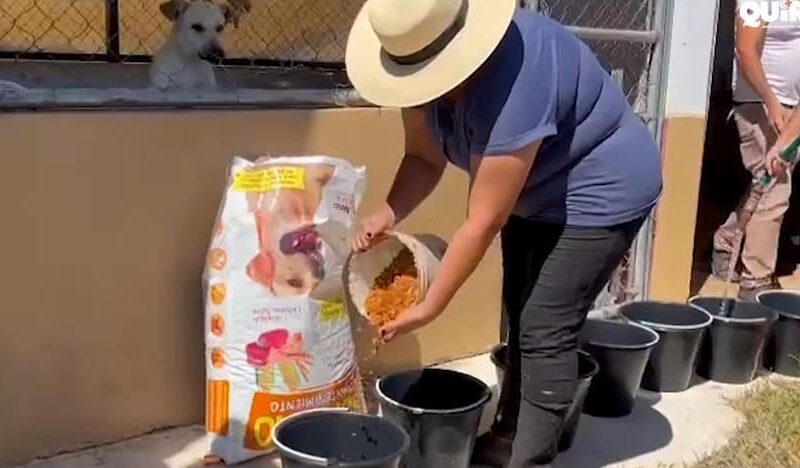 Reviven el Centro de Atención y Control Canino de Quiroga tras años de abandono