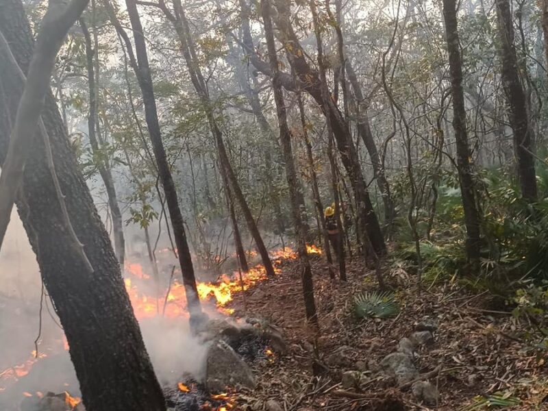 Se registran 114 incendios activos en México; afectan más de 39 mil hectáreas