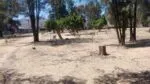 Denuncian tala de árboles en Arboledas Valladolid; vecinos temen lucro con la madera