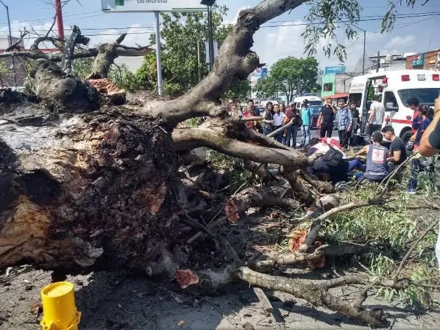 Árbol cae sobre vías del tren en colonia Industrial