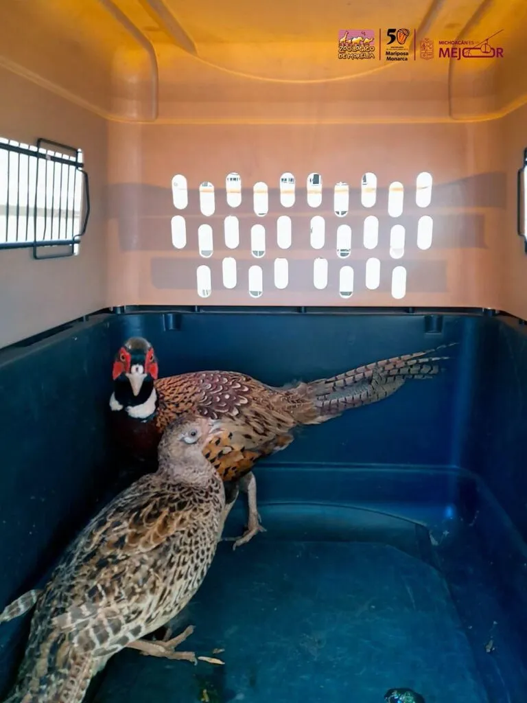 Aves decomisadas en Huetamo resguardadas por el Zoológico de Morelia