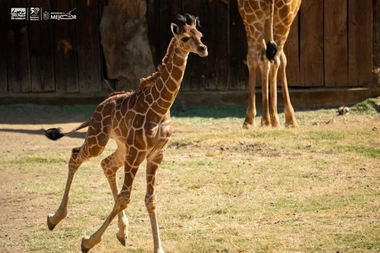 Bebé jirafa en el zoologico de Morelia