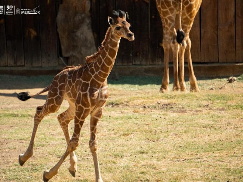 Bebé jirafa en el zoologico de Morelia