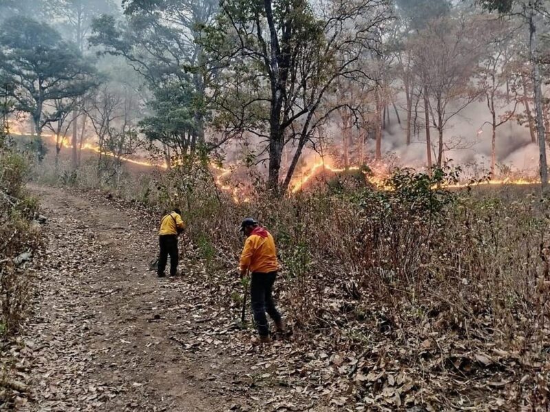 Brigadas atienden 3 incendios en Cotija, Maravatío y Tuxpan: Cofom