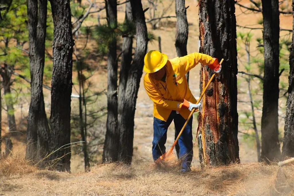 Brigadistas combaten incendios forestales activos en Michoacán: Cofom-1