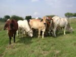 Senasica busca reabrir la frontera al ganado mexicano