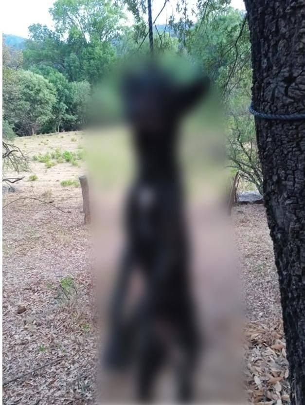 crueldad animal Matan a tres perritos a machetazos y con arma de fuego en Michoacán-1