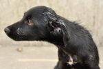 Crueldad animal: tres perros asesinados en Michoacán