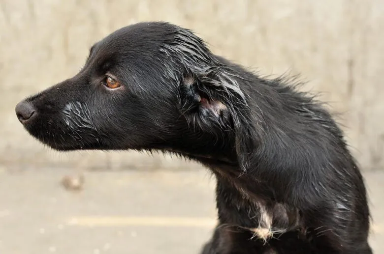 crueldad animal Matan a tres perritos a machetazos y con arma de fuego en Michoacán
