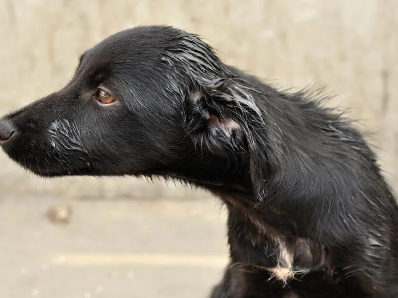 crueldad animal Matan a tres perritos a machetazos y con arma de fuego en Michoacán