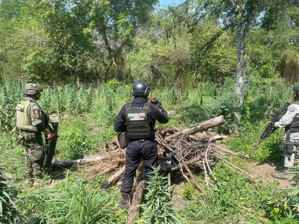 destrucción de plantío de marihuana en Coahuayana-1